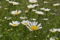 Meadow with Anthemis arvensis in bloom Royalty Free Stock Photo