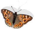 Meadow Argus Butterfly Royalty Free Stock Photo