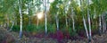 Meadow in the autumn birch forest Royalty Free Stock Photo