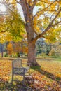 Meadow in autumn park with bench under big tree Royalty Free Stock Photo