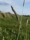 Meadow Backgroud Grassland Plant Wheat Grass Closeup Royalty Free Stock Photo