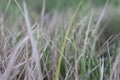 Meadow background. Green grass with water drops with copy space for your text or design. Paddy leaves pattern texture backgrounds Royalty Free Stock Photo