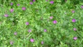 Meadow. Background picture. Pink flowers on green grass.