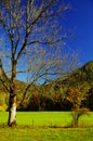 Meadow with bare tree and colorful autumn forest under a blue sky in the background 3 Royalty Free Stock Photo