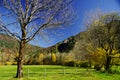 Meadow with bare tree and colorful autumn forest under a blue sky in the background Royalty Free Stock Photo