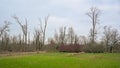 Meadow with bare trees in the Flemish countryside