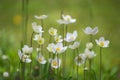 Meadow of beautifil white anemone flowers on blurred light green floral background