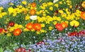 Meadow with beautiful bright poppy flowers