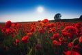 Meadow with beautiful bright red poppy flowers in spring. Poppies on green field. Rural landscape with red wildflowers Royalty Free Stock Photo