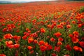 Meadow with beautiful bright red poppy flowers in spring. Poppies on green field. Rural landscape with red wildflowers Royalty Free Stock Photo