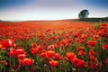 Meadow with beautiful bright red poppy flowers in spring. Poppies on green field. Rural landscape with red wildflowers Royalty Free Stock Photo