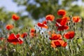 Field of Poppies in backlight. Meadow with beautiful bright red poppy flowers in spring. Royalty Free Stock Photo