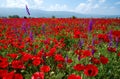 Meadow with beautiful bright red poppy flowers in spring Royalty Free Stock Photo