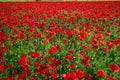 Meadow with beautiful bright red poppy flowers in spring Royalty Free Stock Photo