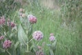 Meadow Of Beautiful Pink Blooming Milkweed Plants Asclepias speciosa In Browns Park, Colorado