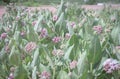 Meadow Of Beautiful Pink Blooming Milkweed Plants Asclepias speciosa In Browns Park, Colorado Royalty Free Stock Photo