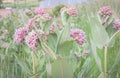 Meadow Of Beautiful Pink Blooming Milkweed Plants Asclepias speciosa In Browns Park, Colorado