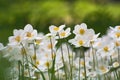 Meadow of beautiful white anemone flowers on blurred green floral background