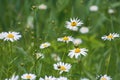 Meadow of beautiful white wild chamomile flowers