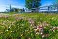 A Meadow Blanketed with Texas Pink Evening or Showy Evening Primrose Wildflowers