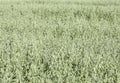 Meadow in bloom, poppies, maguerites, and cornflowers. Polish landscape. Barley, oat, rye, wheat. Royalty Free Stock Photo