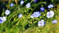 Meadow of blooming blue flaxes