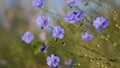 Meadow of blooming blue flaxes