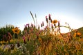 Meadow with blooming flowers and lavender in the evening sun Royalty Free Stock Photo