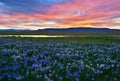 Meadow with blooming Iris flowers