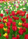 Meadow of blooming multicolored tulips in spring Royalty Free Stock Photo