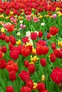 Meadow of blooming multicolored tulips in spring Royalty Free Stock Photo