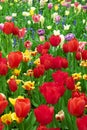 Meadow of blooming multicolored tulips in spring Royalty Free Stock Photo