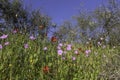 Meadow with blooming pink Erodium subintegrifolium and red poppies flowers against blue sky Royalty Free Stock Photo