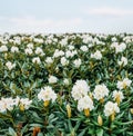 Meadow of blooming white rhododendrons.