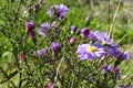 Meadow blooms in spring or summer on a sunny clear day