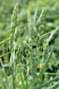 Flowering Dactylis glomerata