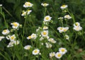 In the meadow, blooms in the wild Erigeron annuus Royalty Free Stock Photo