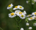 In the meadow, blooms in the wild Erigeron annuus Royalty Free Stock Photo