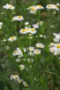 In the meadow, blooms in the wild Erigeron annuus Royalty Free Stock Photo