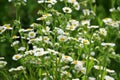 In the meadow, blooms in the wild Erigeron annuus Royalty Free Stock Photo