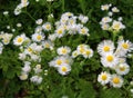 In the meadow, blooms in the wild Erigeron annuus Royalty Free Stock Photo