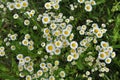 In the meadow, blooms in the wild Erigeron annuus