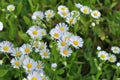 In the meadow, blooms in the wild Erigeron annuus