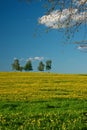 Meadow with blossoming dandelions