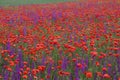 Meadow with blossoming poppy