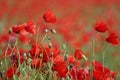 Meadow with blossoming poppy