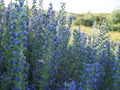 Meadow with blue flowers of the blueweed . Viper`s Bugloss, Blueweed, Echium vulgare