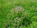 Meadow with blue flowers.