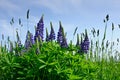 Meadow with blue lupine