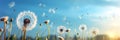 Meadow, blue sky and group of dandelions blowing in the wind